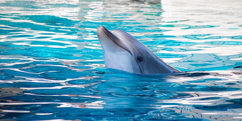 Spotting a dolphin is one of the best things to do in South Goa with your friends or family.