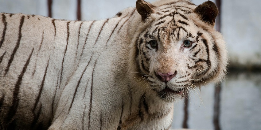 Spotting exotic animals is one of the best activities to partake in at Chhatbir Zoo.