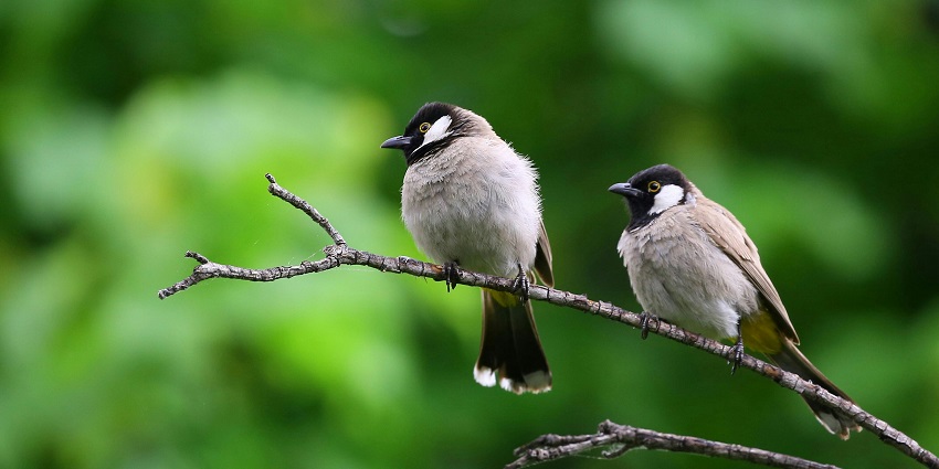 A glimpse of birds sitting on a branch of tree at the natural habitat of the region.
