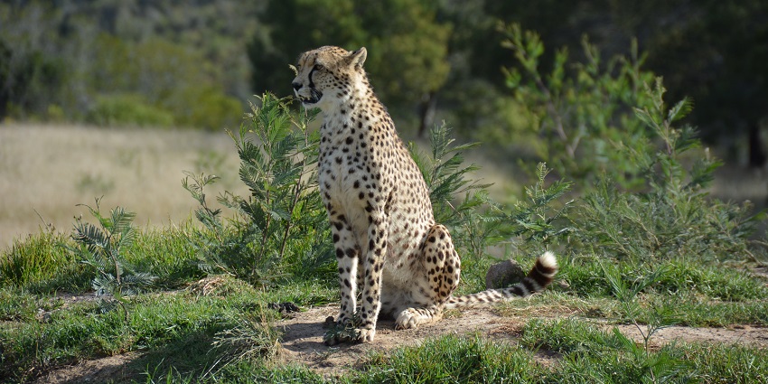 Spotting Wildlife is an amazing thing you can do.
