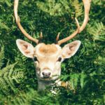 An image of a deer spotted in the famous Sri Lankamalleswara Wildlife Sanctuary.