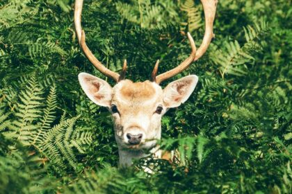 An image of a deer spotted in the famous Sri Lankamalleswara Wildlife Sanctuary.