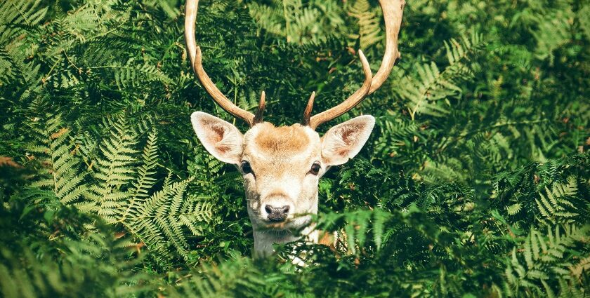 An image of a deer spotted in the famous Sri Lankamalleswara Wildlife Sanctuary.