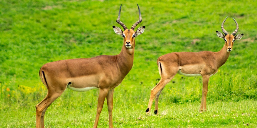 Sri Venkateswara Wildlife Sanctuary is a paradise for nature lovers and wildlife enthusiasts.