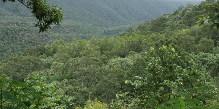 A dense forest in the Sri Venkateswara Wildlife Sanctuary, with tall and lush trees