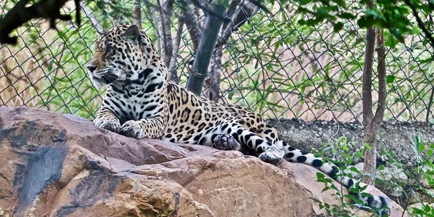 Sri Venkateswara Zoological Park is yet another must-visit place for wildlife lovers.