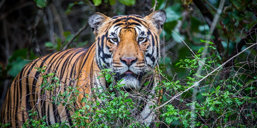 Witness tigers in Srisailam Tiger Reserve on your visit to Rollapadu Wildlife Sanctuary.