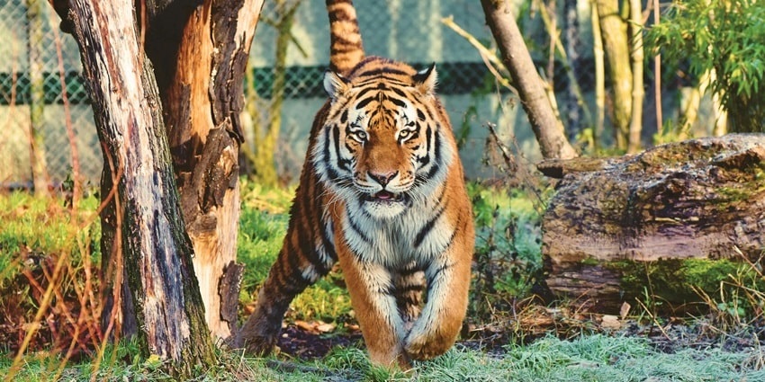An image of Srisailam Tiger Reserve which is one of the places to visit near Srisailam.
