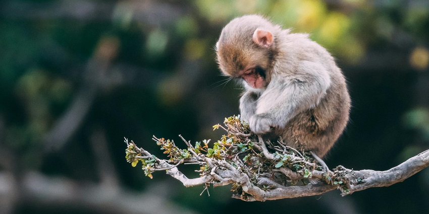 Srisailam Wildlife Sanctuary is a paradise for nature lovers and wildlife enthusiasts.