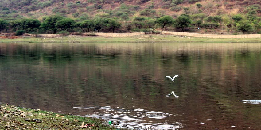 A bird near Badi Lake in Udaipur, with scenic water and surrounding greenery.