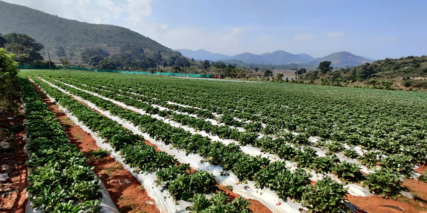 A picture of a lush green farm with strawberry plants spread all across, under a clear sky