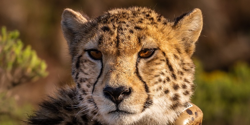 Strolling through the Satpura National Park is one of the best things to do in Pachmarhi.