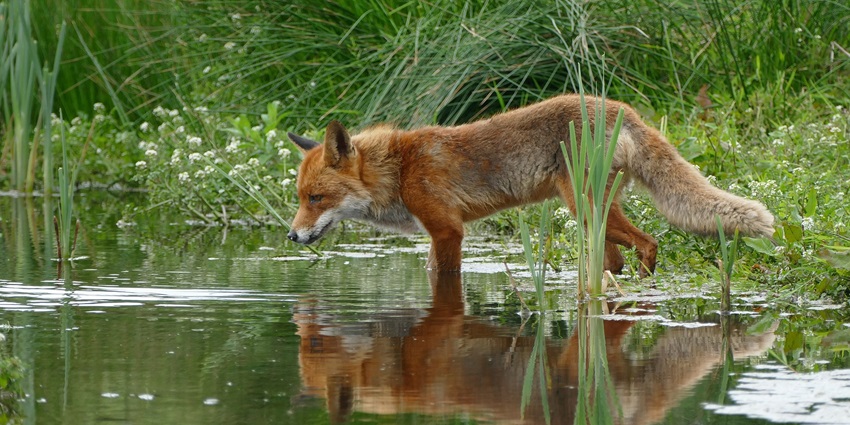 A Bengal Fox with its bushy black tail at Sudasari Enclosure, the best place in Desert National Park.