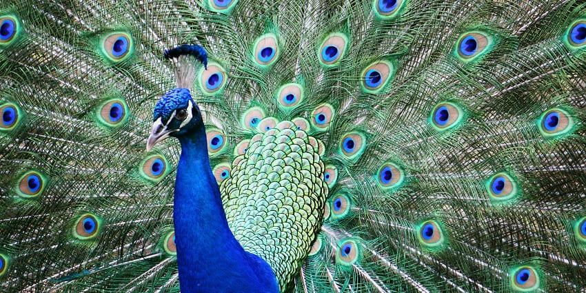 A beautiful peafowl spotted at the Sugan Vatika, a tourist hotspot in the region.