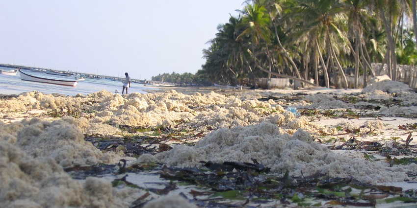The waters around Suheli Par are home to a diverse array of fish species.