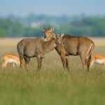 Explore the peaceful ambience of Sukhna Wildlife Sanctuary, home to endangered Nilgai.