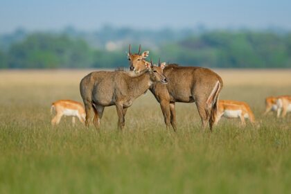 Explore the peaceful ambience of Sukhna Wildlife Sanctuary, home to endangered Nilgai.