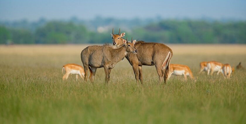 Explore the peaceful ambience of Sukhna Wildlife Sanctuary, home to endangered Nilgai.