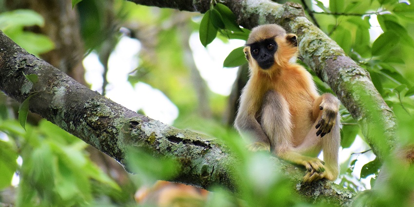 Sukhna Wildlife Sanctuary is situated in Chandigarh, the capital city of Punjab.
