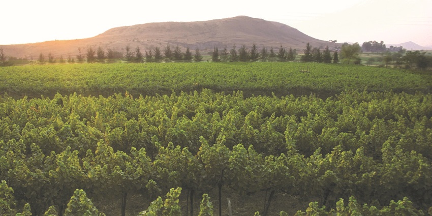 Lush green vines stretch across Sula Vineyards, basking in the golden hues of the sun