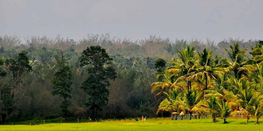 The Sultan Bathery Rice Farm is a must-visit place near Bandipur Wildlife Sanctuary.