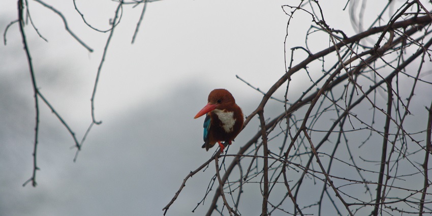 Bird sitting on a tree branch in Sultanpur Bird Sanctuary.