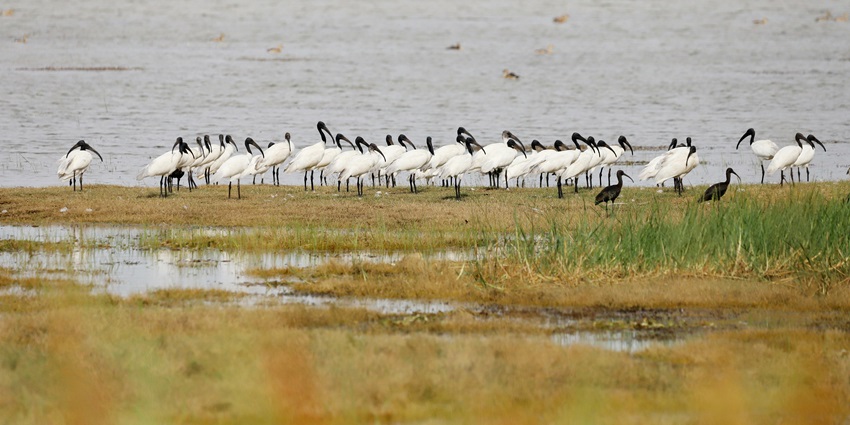 Image of a Bird Sanctuary similar to the Sultanpur Bird Sanctuary - places to visit near Bhiwadi