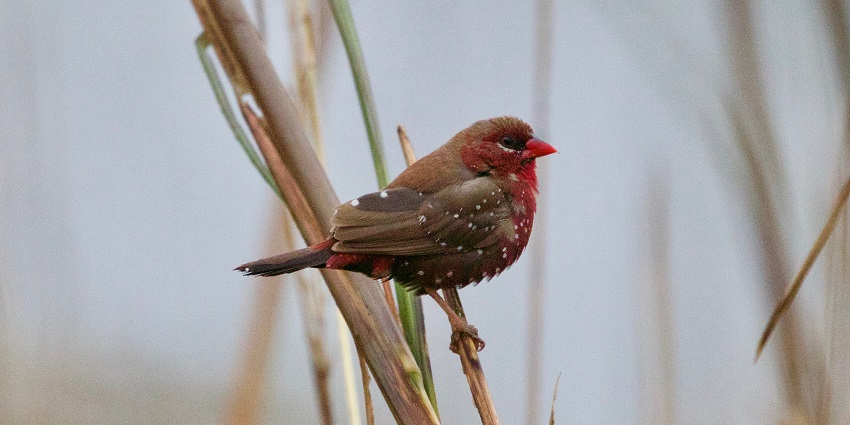 A peaceful wetland with migratory birds, watchtowers, and serene walking trails surrounded by nature.
