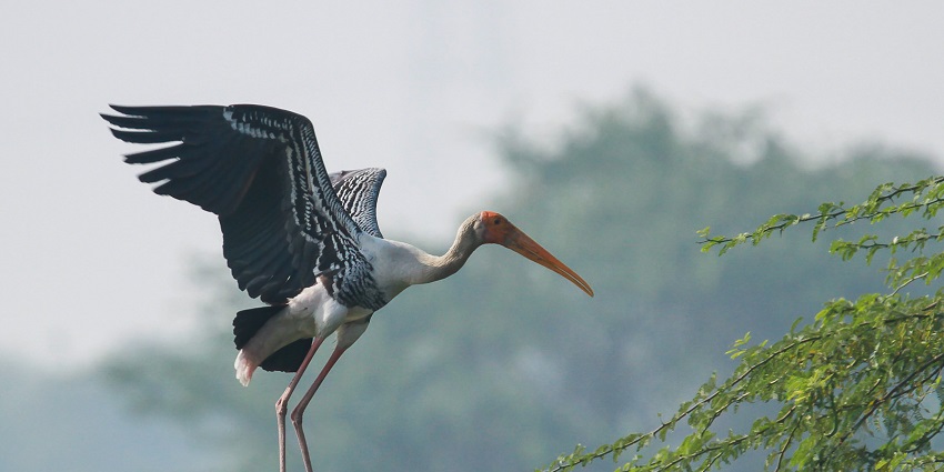 Sultanpur Bird Sanctuary is one of the best weekend places near Faridabad