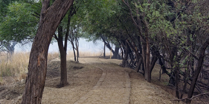 Image of a Pathway at Sultanpur National Park - One of the best wildlife sanctuaries in haryana
