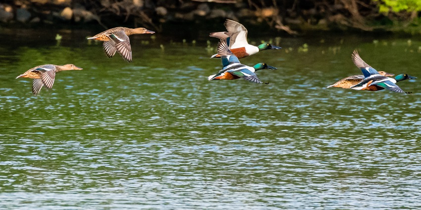 Panoramic image of the beautiful bird flying over water body in Sultanpur National Park which is also part of zoos in Haryana