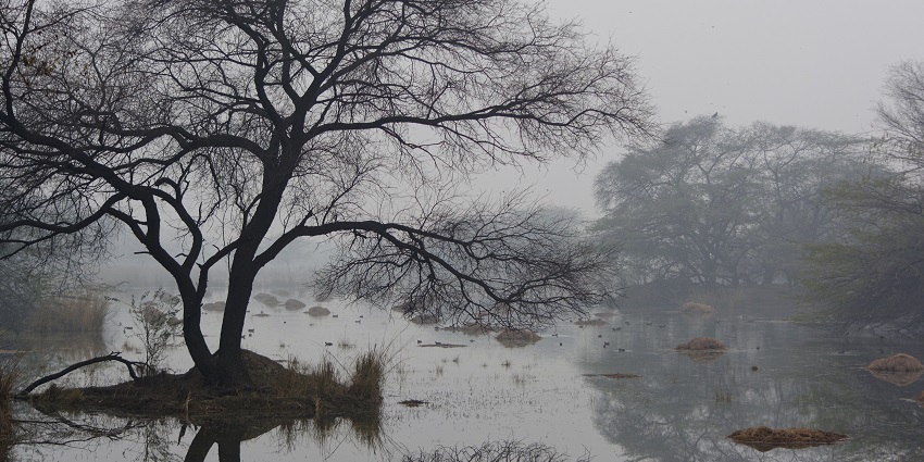 A picture of a lake and trees at the Sultanpur National Park located near the Shikhar Adventure Park