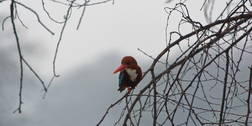A white-throated kingfisher perched on a branch in Sultanpur National Park near Heritage Transport Museum.