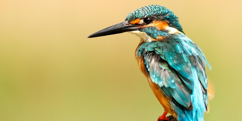 Sultanpur National Park, a bird watchers’ paradise offering sights of various bird species