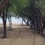 A pathway at Sultanpur National Park.