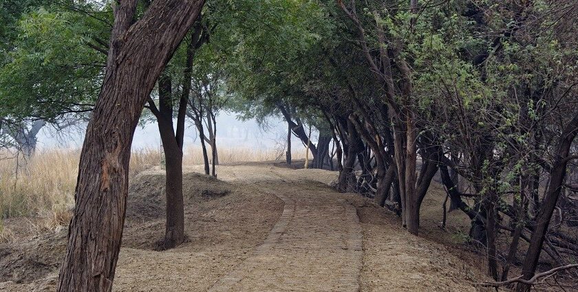 A pathway at Sultanpur National Park.