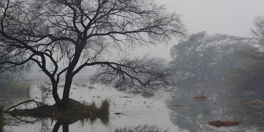 Sultanpur national park is a must visit destination for all wildlife enthusiasts