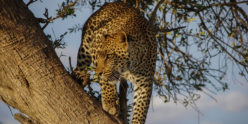 Leopard captured at Sunabeda Wildlife Sanctuary, one of the top national parks in Odisha.