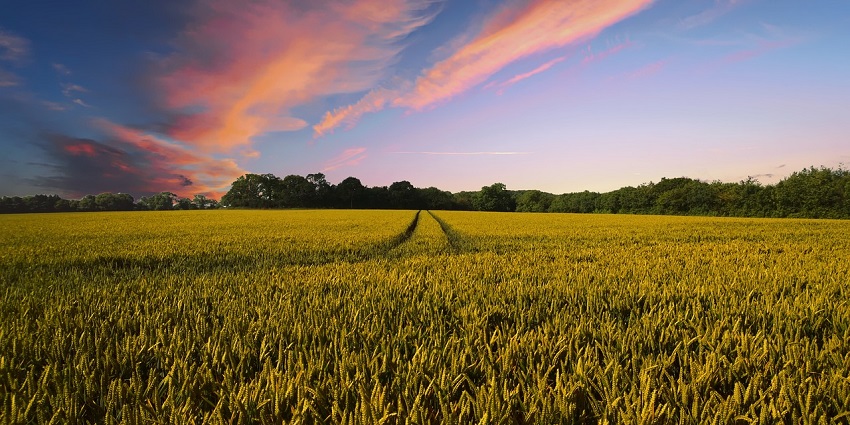 A lush agricultural field is the major tourist place in Sri Ganganagar, depicting the region’s farming heritage.