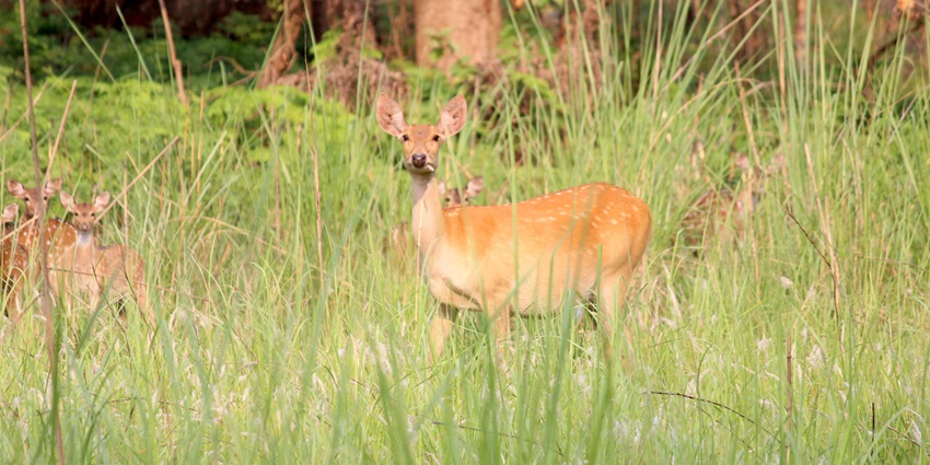 Shuklaphanta National Park has exotic wildlife including gorgeous deers.