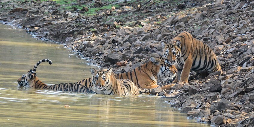 Places to visit in Chandrapur include Tadoba National Park, home to Bengal Tigers and diverse wildlife.