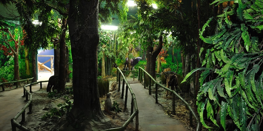 Snapshot of the artificial forest in the Tagore hill museum in Ranchi in Jharkhand