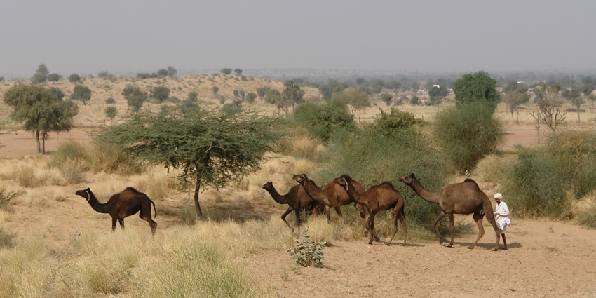 A picture of a flock of camels moving through the desert with their caretaker