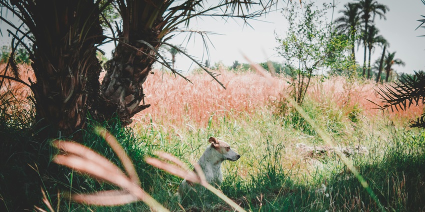 A dog resting peacefully on a green grass field under soft natural daylight outdoors.
