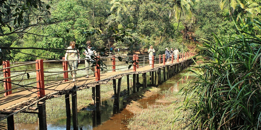 Go on a spice plantation tour in the heart of Central Goa where you can view fresh spices