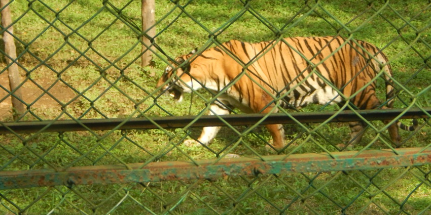 Information for tiger safari, one of the things to do in Sanjay Gandhi National Park.