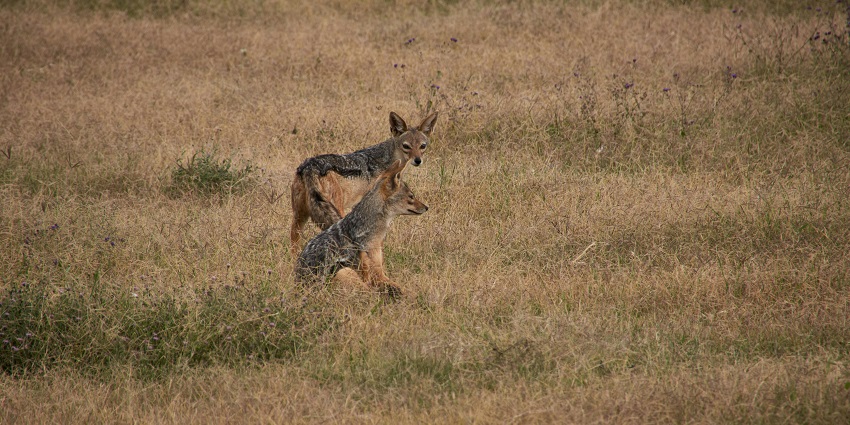 Takhni Rehmapur Wildlife Sanctuary is a top tourist attraction where you can spot leopards, jackals and more.