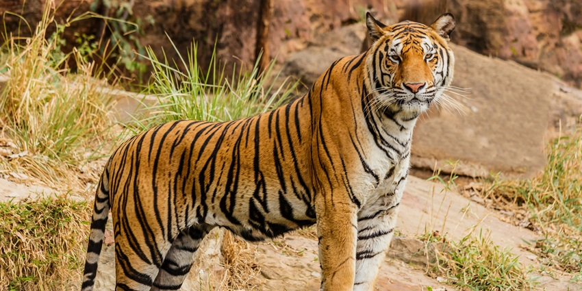 A tiger at the Takhni-Rehmapur Sanctuary, one of the top places to visit in Hoshiarpur.