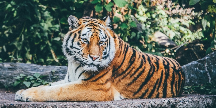 A tiger at the Takhni-Rehmapur Sanctuary, one of the top places to visit in Hoshiarpur.