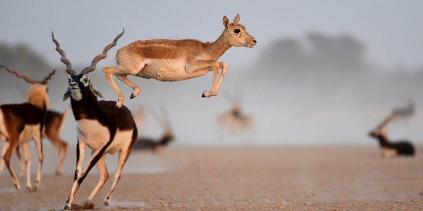 Tal Chappar wildlife Sanctuary features blackbucks, diverse birds, and scenic views